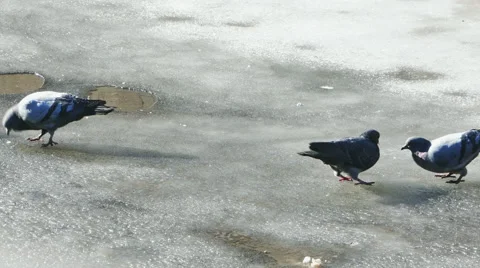 Pigeons Walking on Ice at Spring Day Stock Footage 51662264