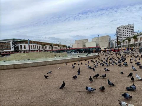 Pigeons walking in mohammed v square in casablanca, morocco Stock Photos