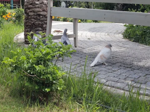 Pigeons walking in the park Vídeos de archivo 76493618