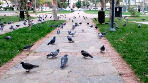 Pigeons walking in the park Stock Footage 169248142