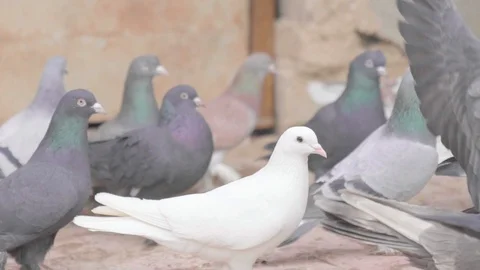 Pigeons walking on the sidewalk, close up Stock Footage 113217004