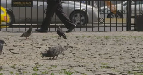 Pigeons walking in slow motion on the pavement Stock Footage 11122760