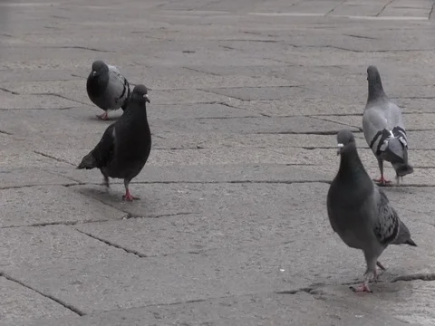 Pigeons Walking On Square Floor Stock Footage 83443312