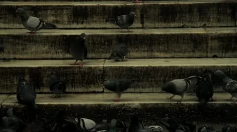 Pigeons walking on the stairs Stock Footage 21914805