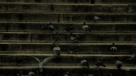 Pigeons walking on the stairs Stock Footage 21978609