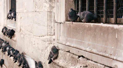 Pigeons on the wall of Yeni Cami (New Mosque) in Istanbul. Stock Footage 51663199