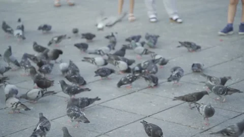 Pigeons wandering Stock Footage 222555028