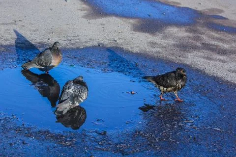 Pigeons wash in a puddle in the spring. spring update Stock Photos