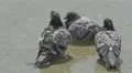 Pigeons washing in the water in Porto 4k or 4k+ Resolution