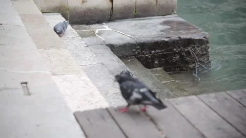 Pigeons by the water Stock Footage 238738817