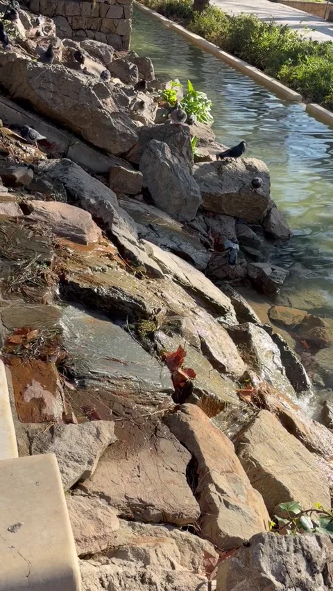 Pigeons by the Waterfall Stock Footage 326774813