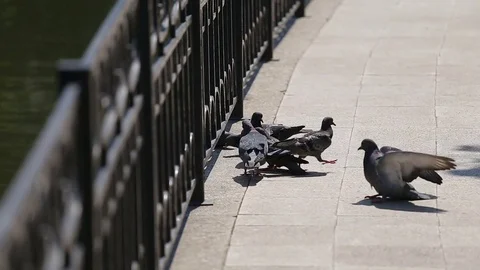 Pigeons on the waterfront Stock Footage 69861467