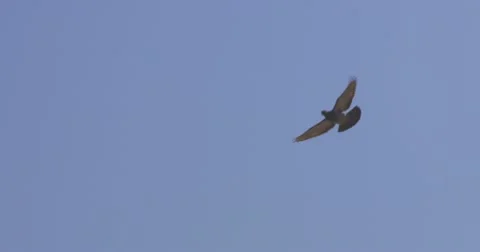 Pigeons waving its wings and gliding in front of the blue sky in slow-motion 2K Stock Footage