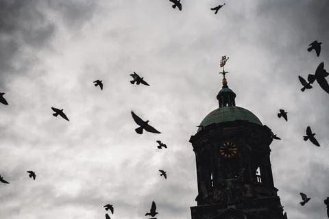 Pigeons on the way Stock Photos