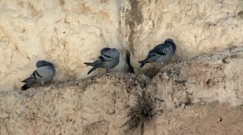 Pigeons on The Western Wall - Jerusalem 1 Stock Footage 18094783