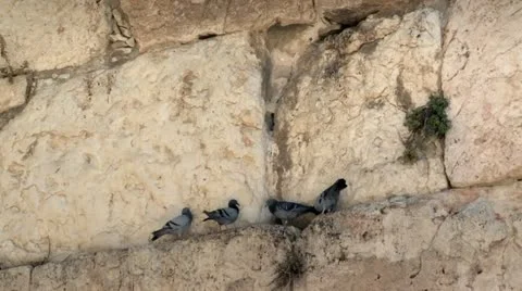 Pigeons on The Western Wall - Jerusalem 2 Stock Footage 18094439
