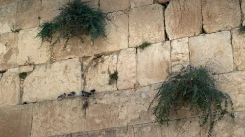 Pigeons on The Western Wall - Jerusalem 3 Stock Footage 18098581