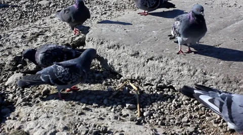 Pigeons in the wind peck crumbs of bread on the broken pavement Stock Footage 35287950