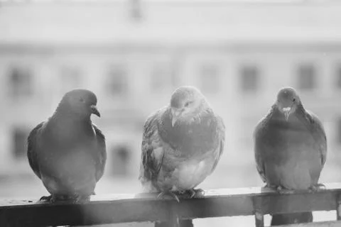 Pigeons on the window Stock Photos
