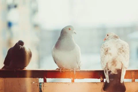 Pigeons on the window Stock Photos
