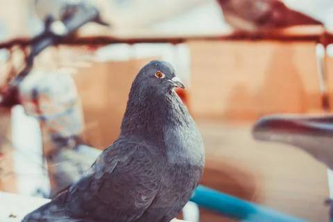 Pigeons on the window Stock Photos
