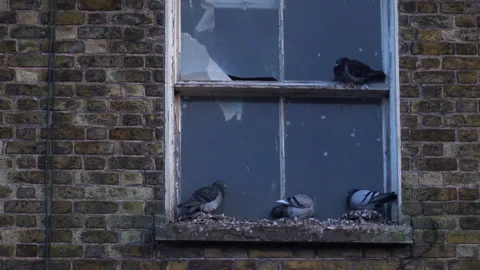 Pigeons on window sill Stock Footage 272640269