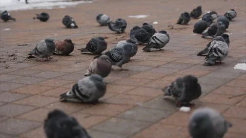 Pigeons in winter Stock Footage 70223067