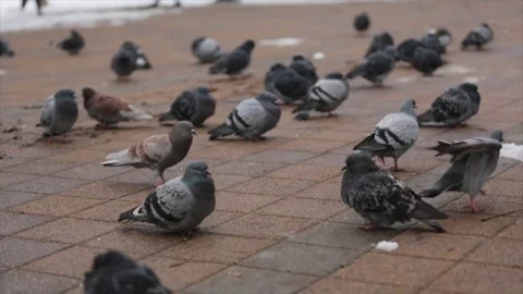 Pigeons in winter Stock Footage 70223083