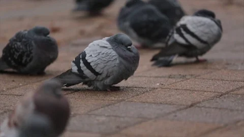 Pigeons in winter Stock Footage 70223108
