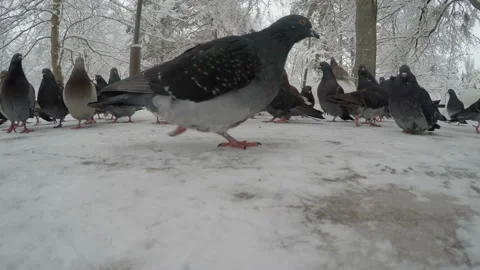 Pigeons in winter park Stock-Footage 85796318