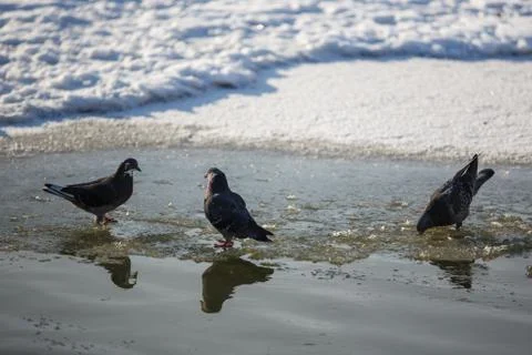 Pigeons in winter 스톡 사진