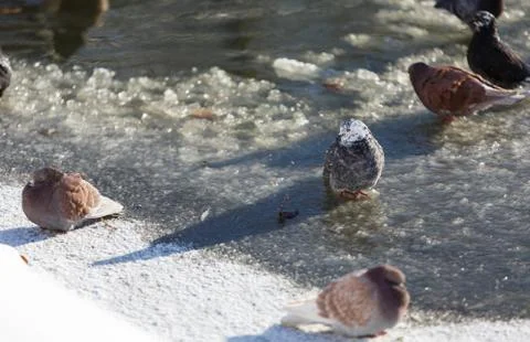 Pigeons in the winter on the river 스톡 사진
