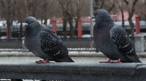 Pigeons in winter view Stock Footage 59963065