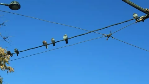 Pigeons on the wire 2 Stock Footage 163926028