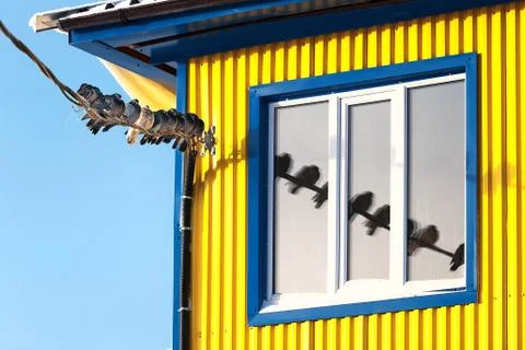 Pigeons on a wire are reflected in  window Stockfoto's