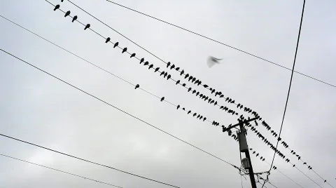 Pigeons on a wire Stock Footage 575866