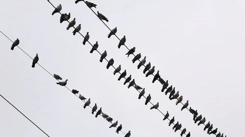 Pigeons on a wire Stock Footage 576347