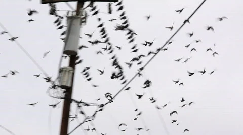 Pigeons on a wire Video stock 576397