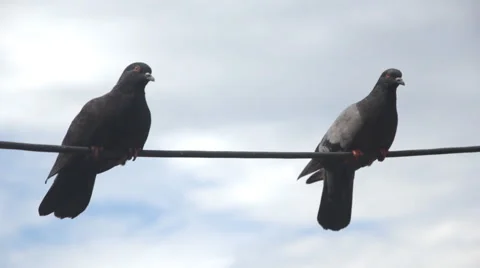 Pigeons  on wire Stock Footage 60585038