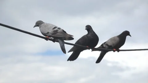 Pigeons on wire Video stock 60585118
