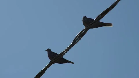 Pigeons on a wire Stock Footage 323013024