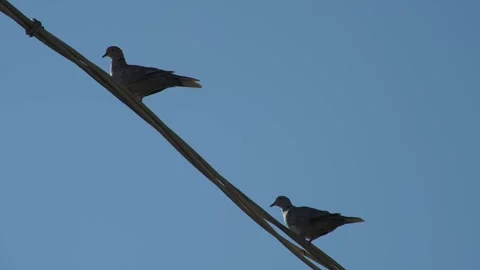 Pigeons on a wire Stock Footage 323013054