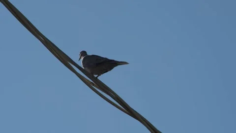 Pigeons on a wire Stock Footage 323013081