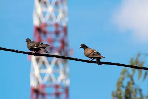 Pigeons on a wire Stock-Fotos