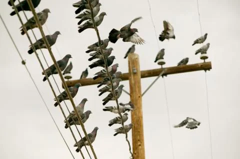 Pigeons on a Wire Stock Photos