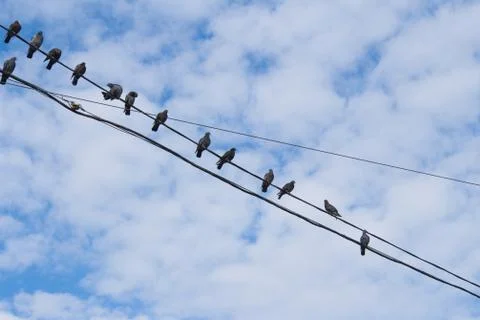 Pigeons on wire Stock Photos