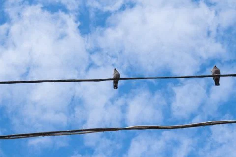 Pigeons on wire Foto stock