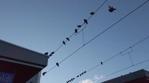 Pigeons on a wire at train station 스톡 동영상 102786559