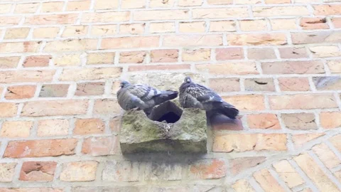 Pigeons/Doves go back into their selfmade breeding bird nest in old stone wall Stock Footage 130117661
