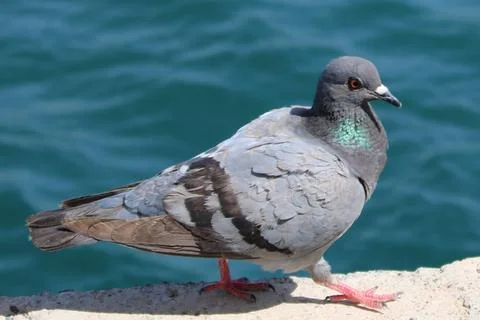 Pigeon,Sea Stock Photos